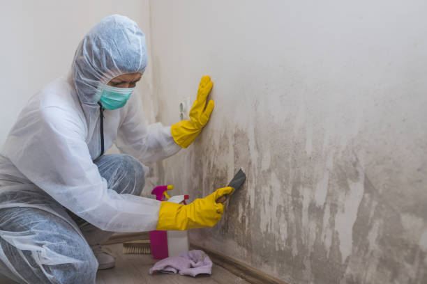 Best Black Mold Removal  in Grand Prairie, TX
