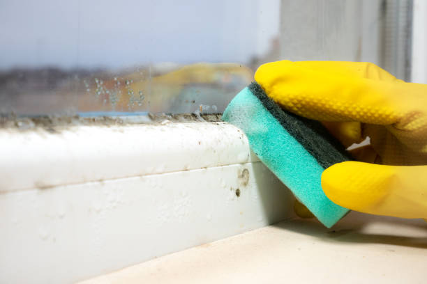 Best Toxic Mold Removal  in Grand Prairie, TX