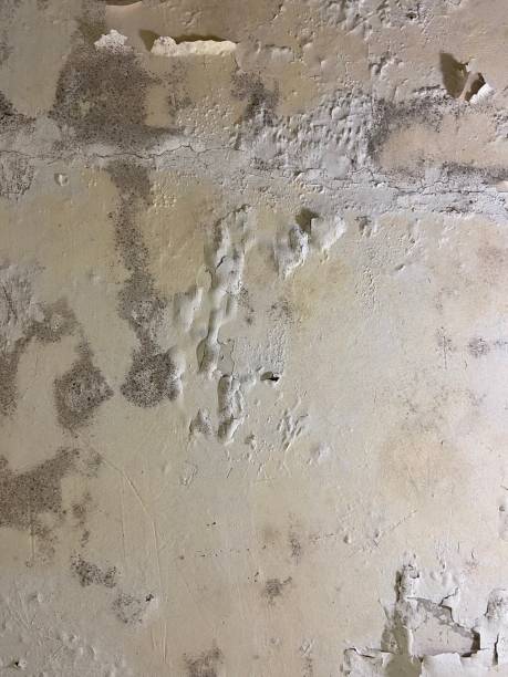 Best Mold Removal and Inspection  in Grand Prairie, TX