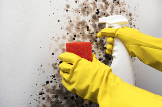 Mold Removal Process in Grand Prairie, TX