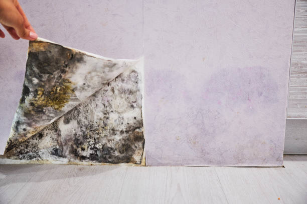 Reliable Grand Prairie, TX Mold Removal Solutions